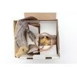 1186327 product photo Image BOX S